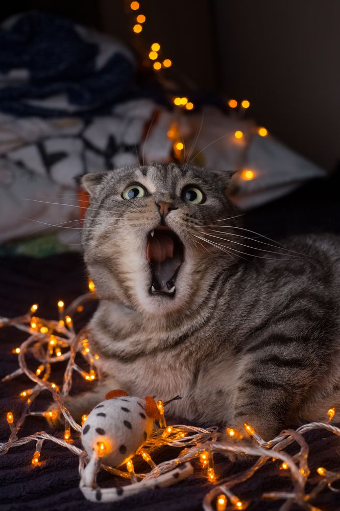 Photograph by Дмитрий Кононенко