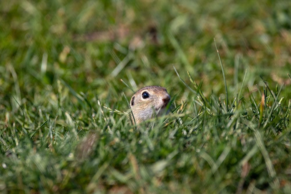Ground squirrel