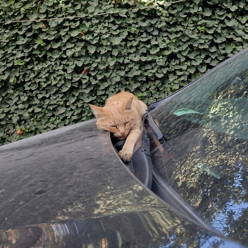 Photo #8685268