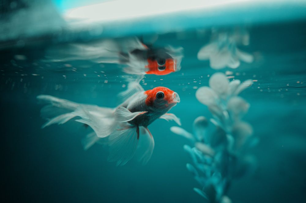 Photograph by Святослав