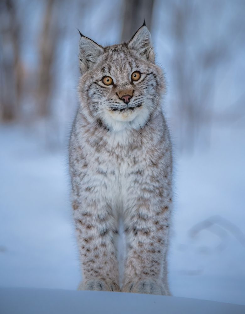 Пушистый малый.