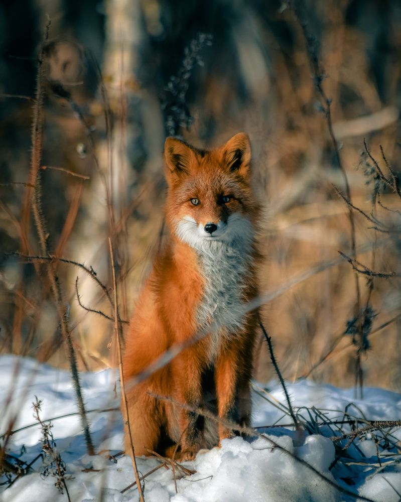 Photograph by Алексей Ознобихин