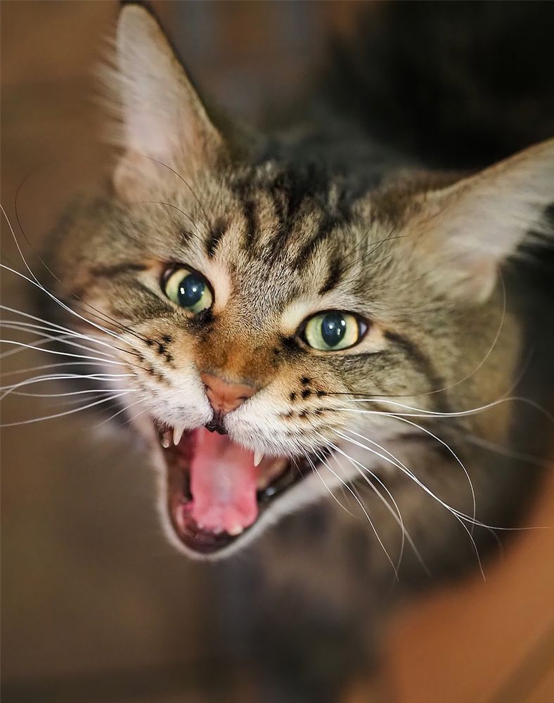 Фотография автора Елена Бурцева