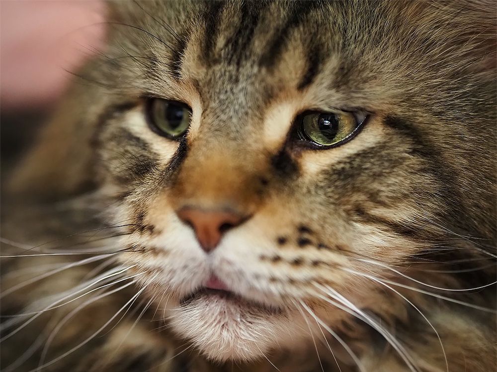 Фотография автора Елена Бурцева