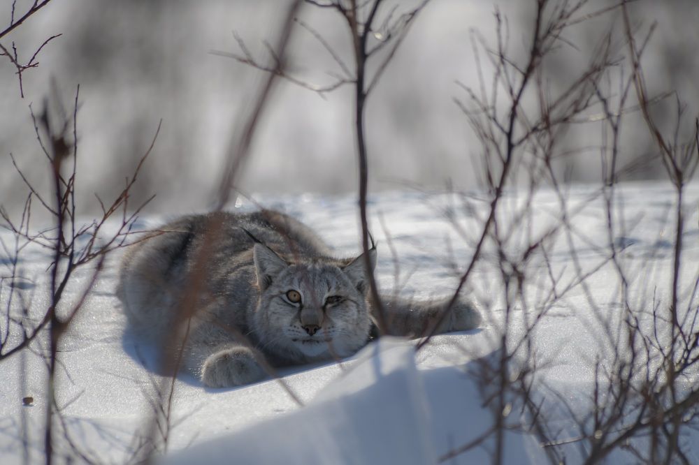 Photograph by Алексей Ознобихин