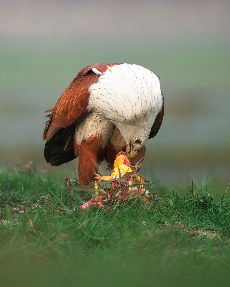 Brahminy Kite
