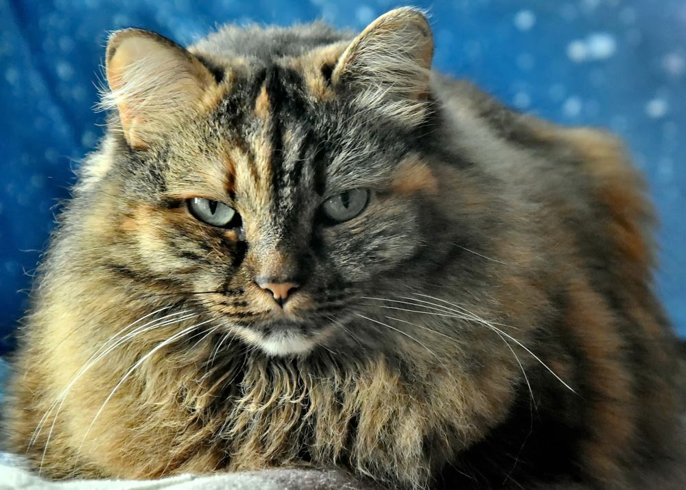 Photograph by НИНА АВЕРЬЯНОВА