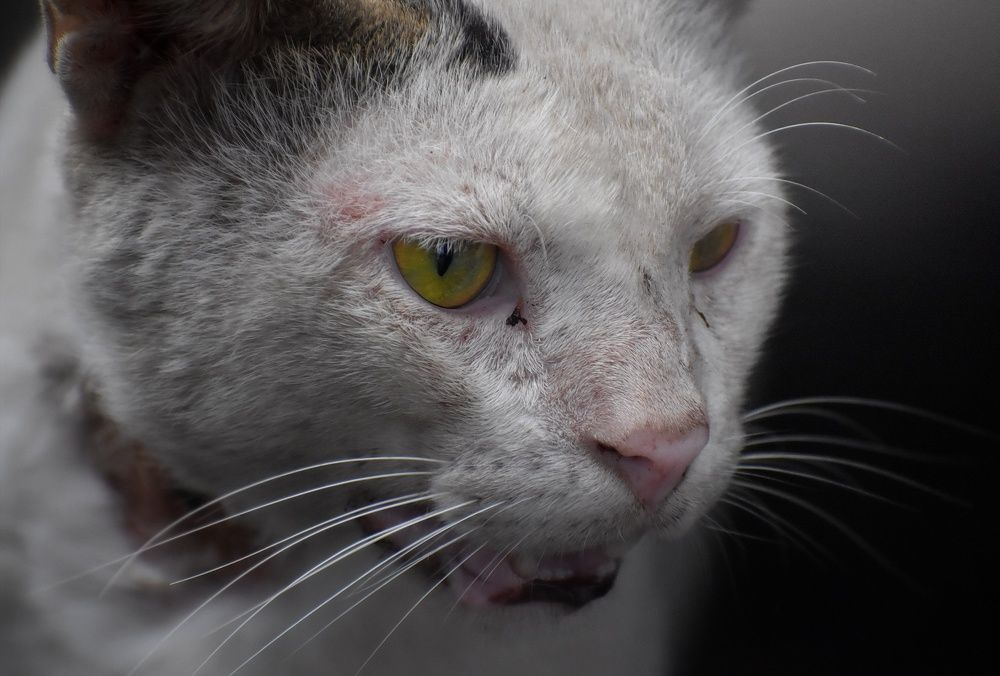 Photograph by Bapi Kundu