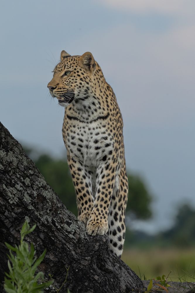 Photograph by Raquel Barao