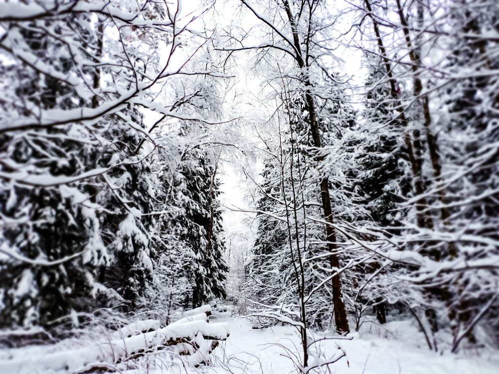 Photograph by Олеся Семенова