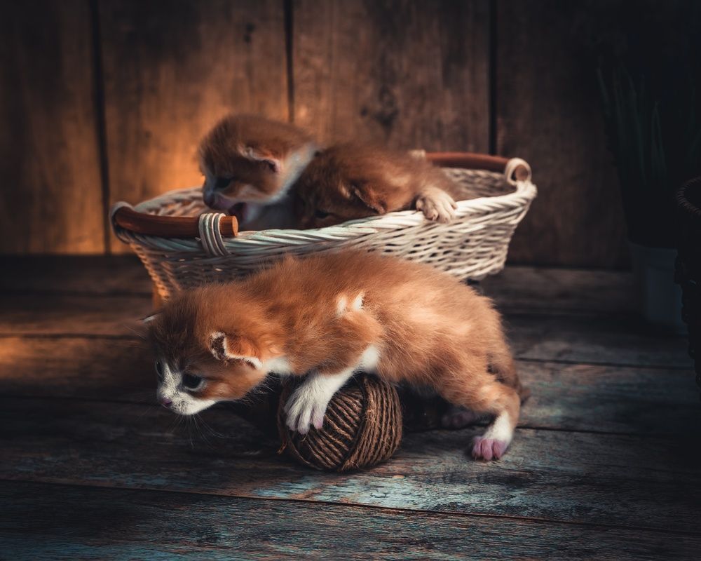 Photograph by дмитрий игнатов