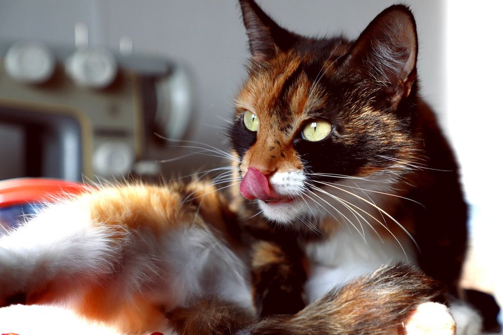 Photograph by Елена Сиднина