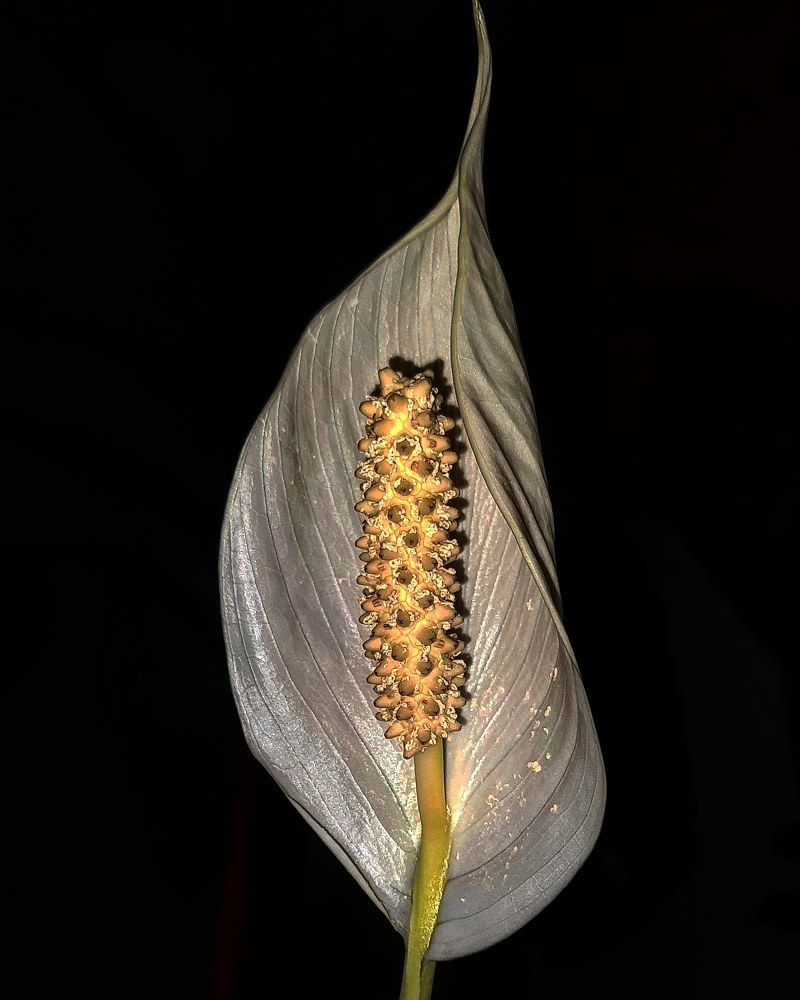 Спатифиллюм