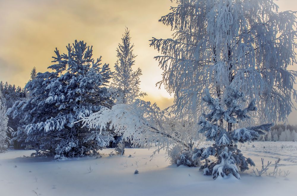 Там на заснеженной опушке...
