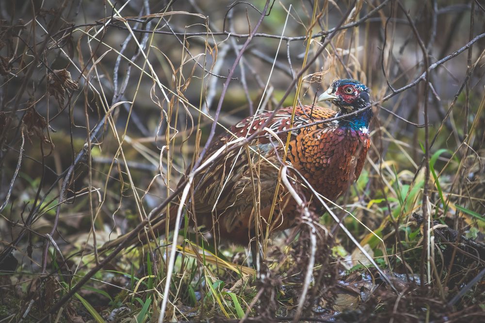 Pheasant
