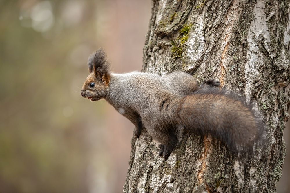 Squirrel