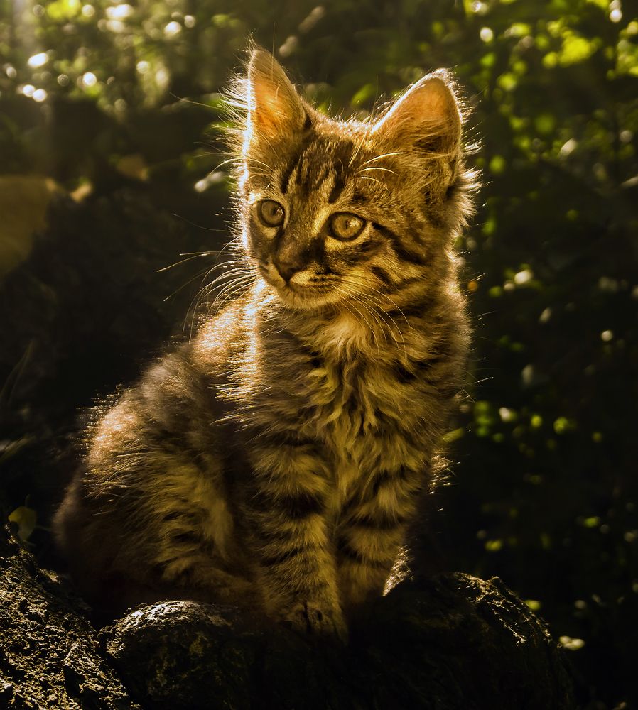 Фотография автора Milena Ivanova