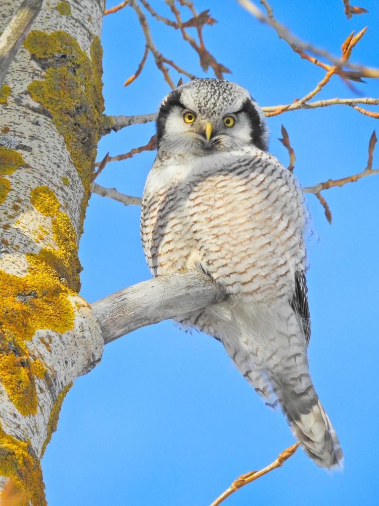 Ястребиная сова в ожидании весны