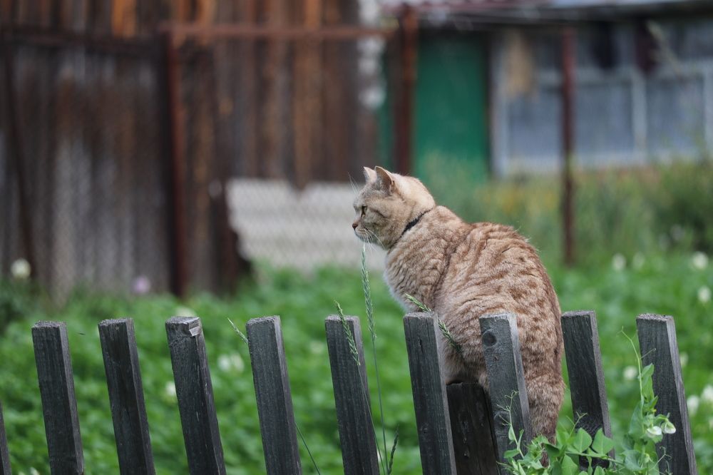 В дозоре.
