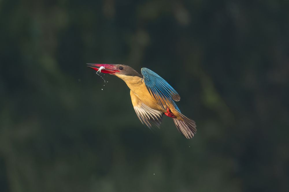 Stork-billed kingfisher