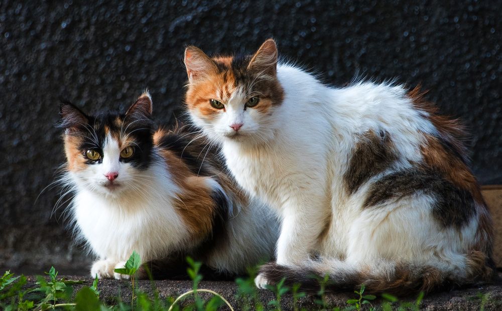 Photograph by Владимир Безбородов