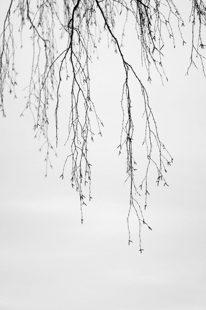 Photograph by Надежда Шапкина
