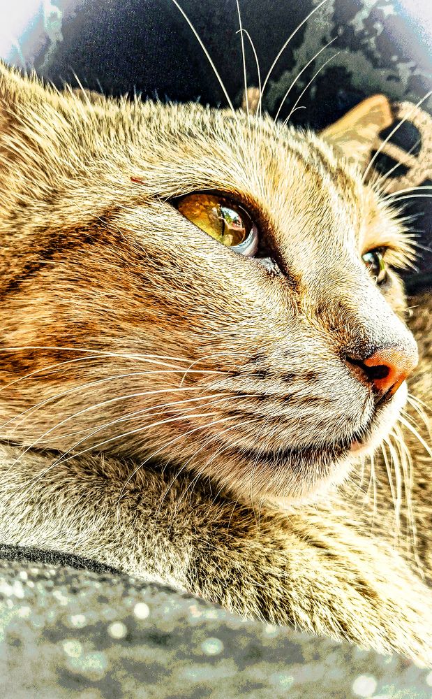 A pussy cat