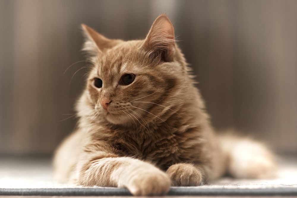 Photograph by Вячеслав Кирьянов