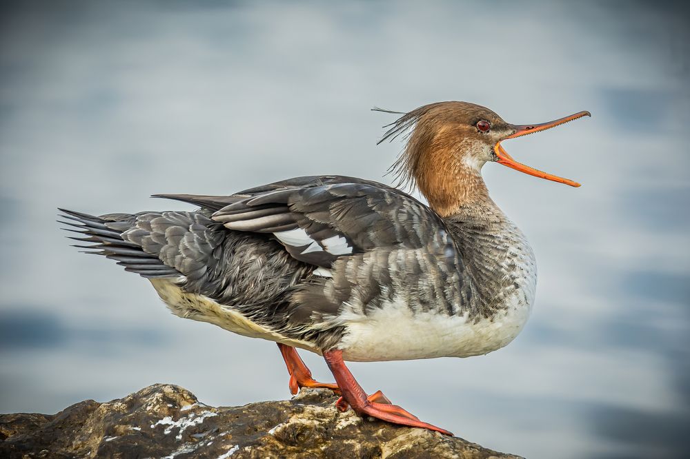 Photograph by Andrea Barlotti