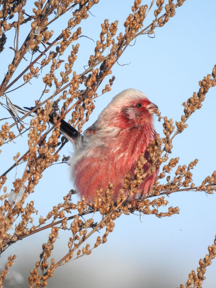 Урагус на кормлении