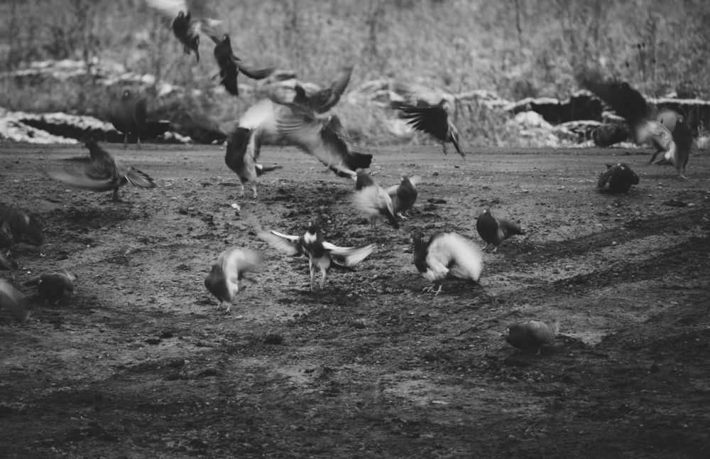 Photograph by Елена Федорова