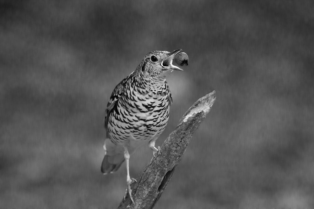 Photograph by Benny Chan