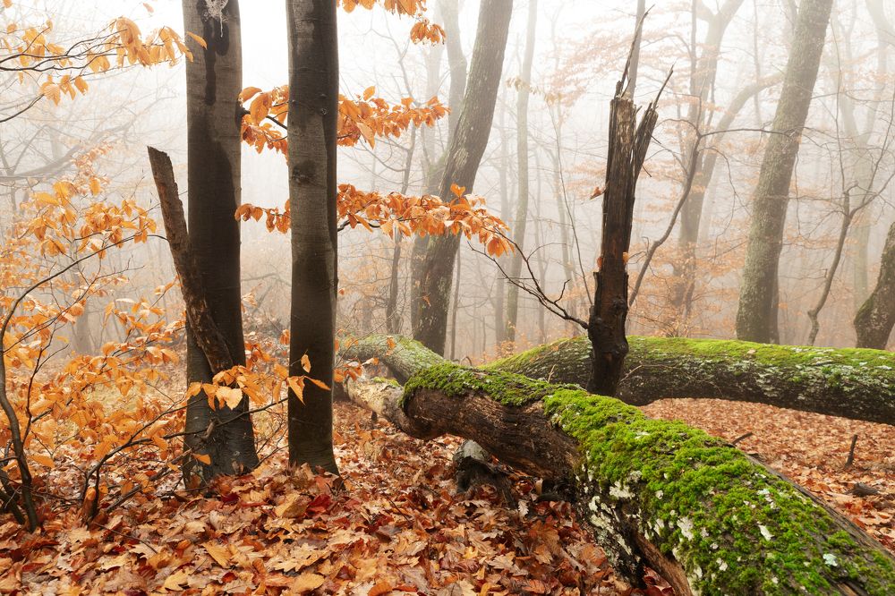 Photograph by Димитър Димитров