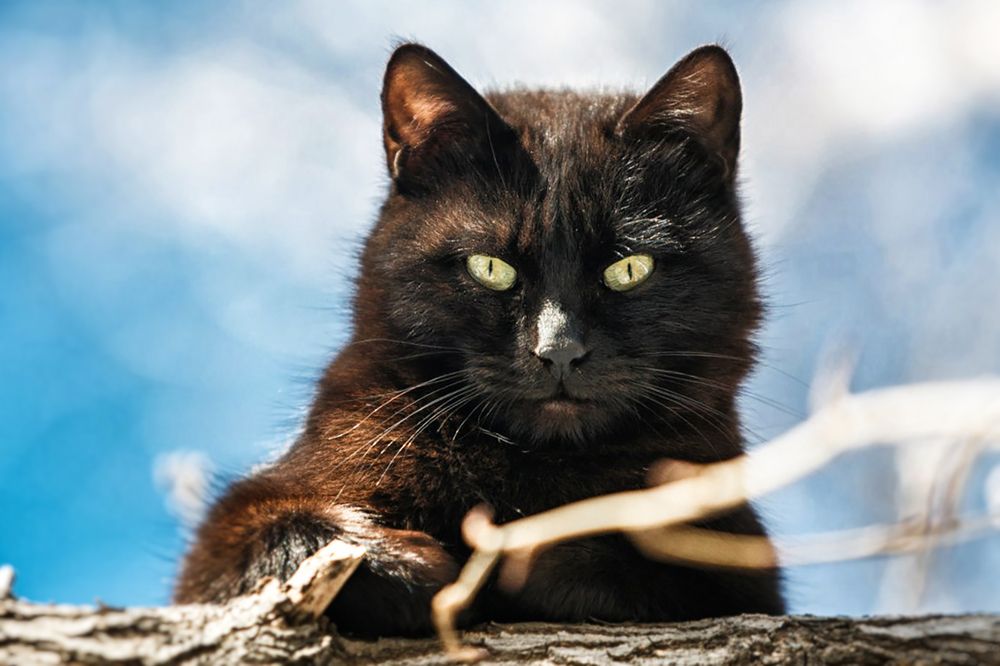 Кот Бегимот )