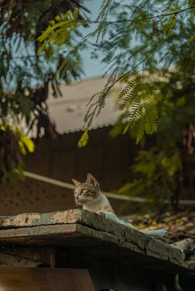 Photograph by Jamal Uddin