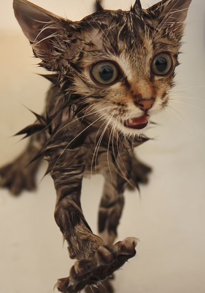 Фотография автора Andrey Pristyazhnyuk