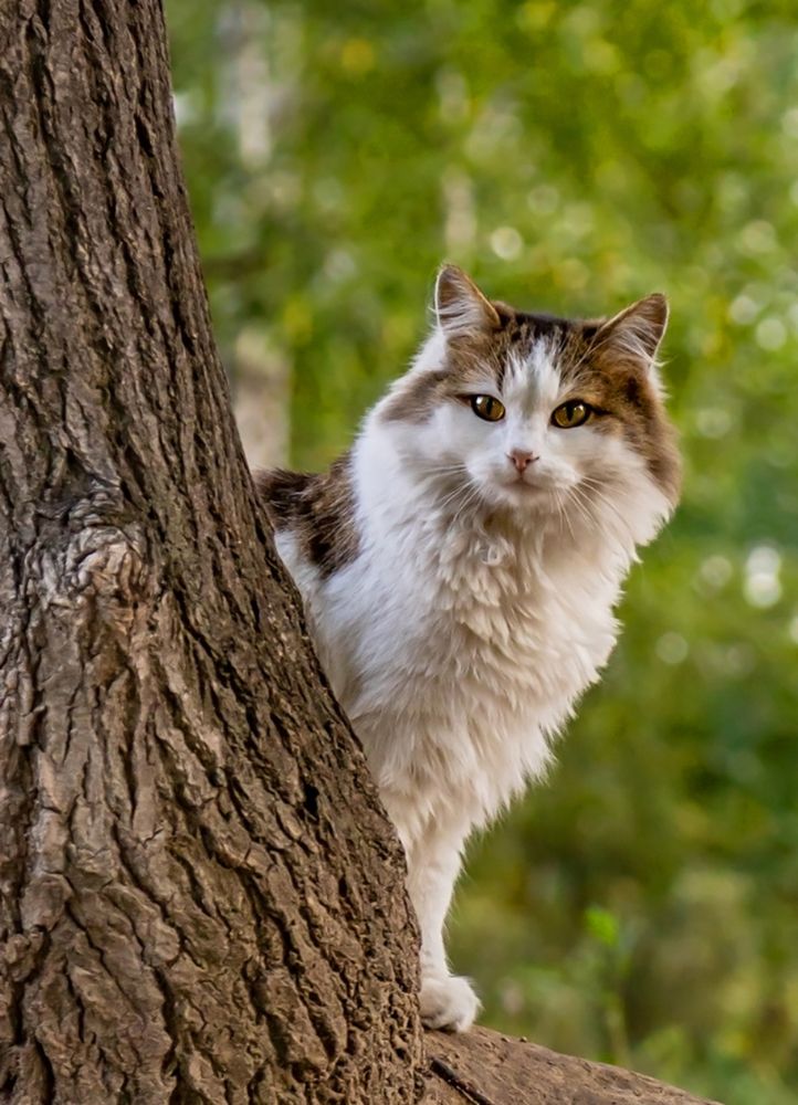 Фотография автора Andrey Pristyazhnyuk