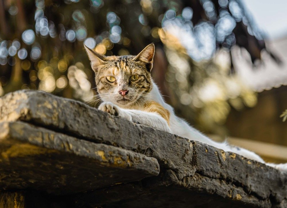 Photograph by Jamal Uddin