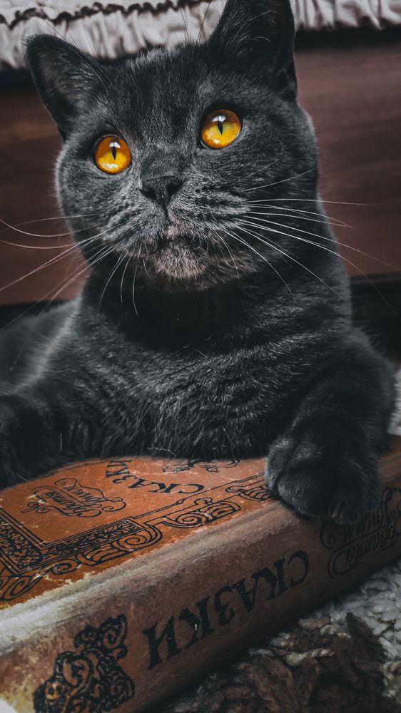 Фотография автора Кристина Шефер