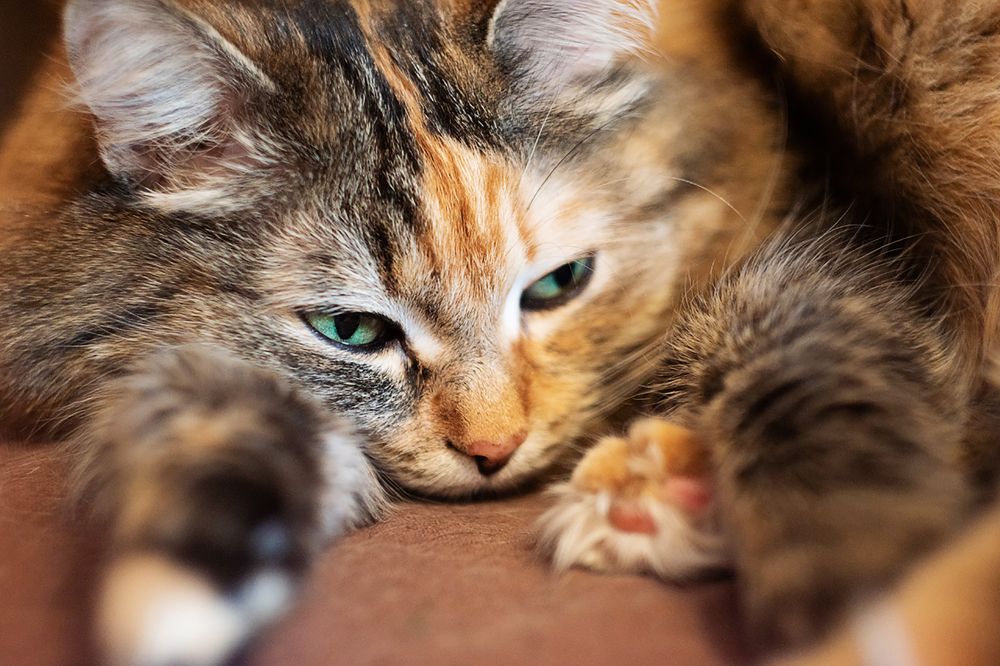 Кошачьи мысли