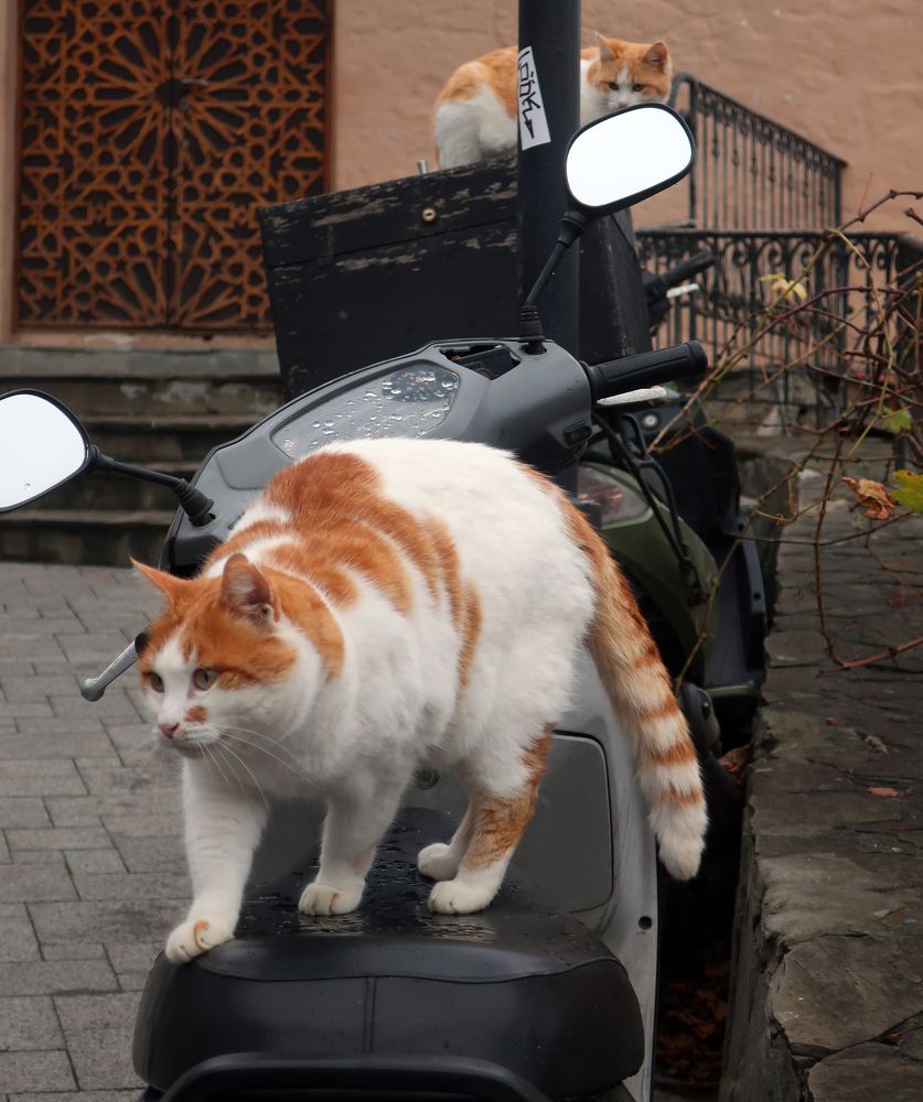 Photograph by Ольга Стоун