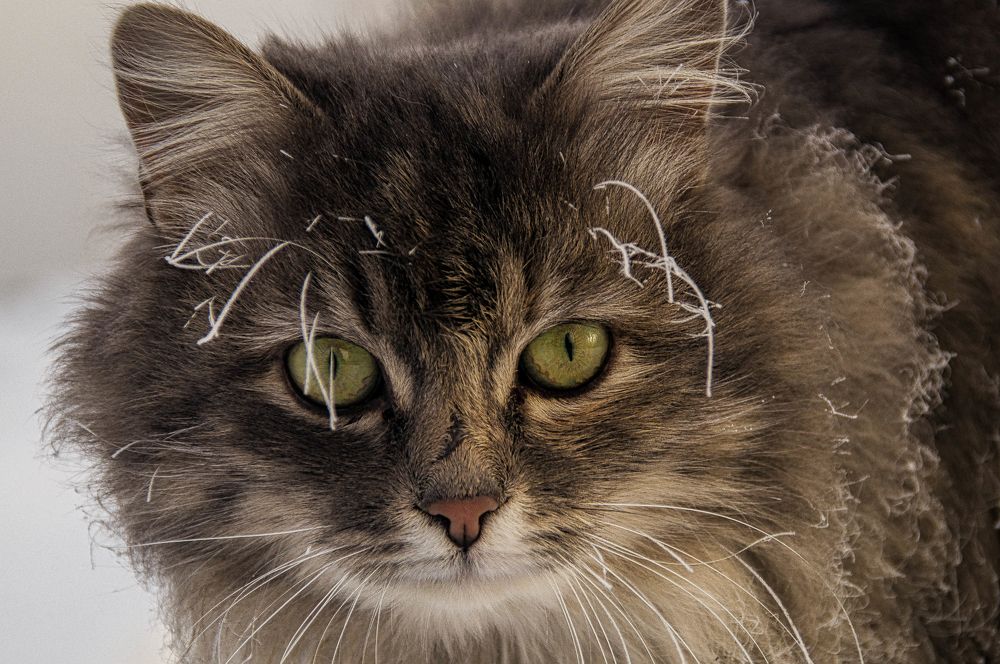 Эти глаза напротив...