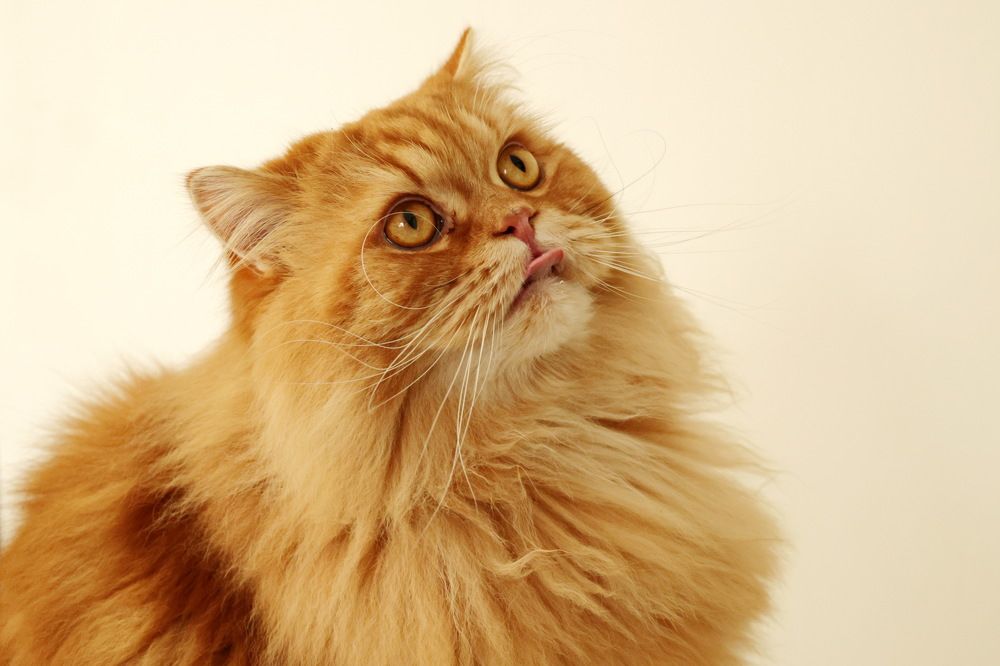 Photograph by Tatiana Serova