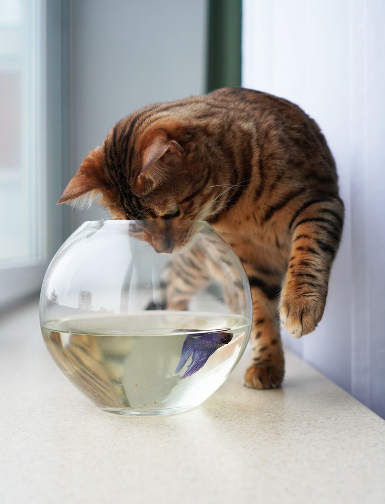 Photograph by Галина Крутикова