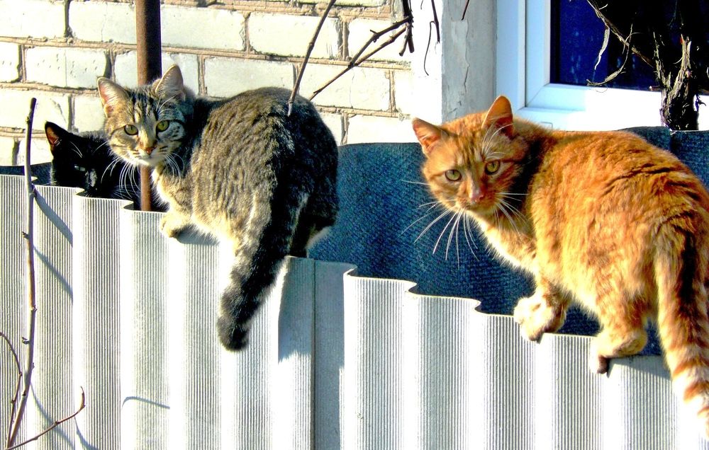 Photograph by леонид натапов