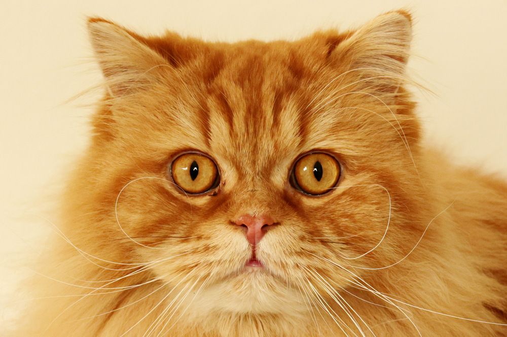 Photograph by Tatiana Serova