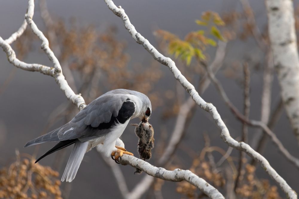 Photograph by dana berger