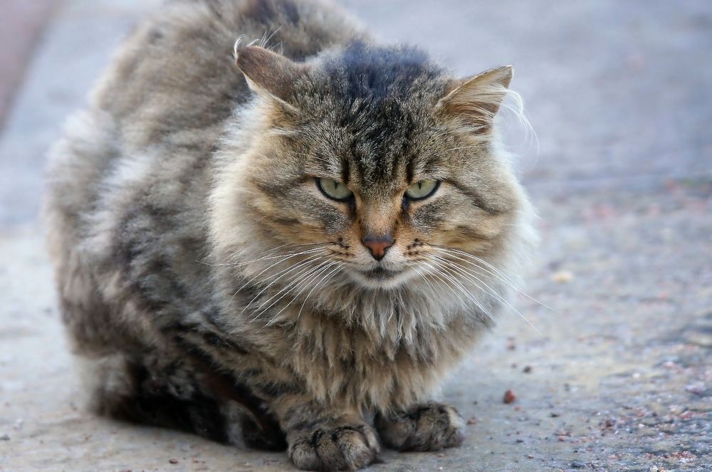 Фотография автора Галина