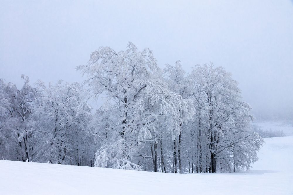 Photograph by Rolandas Valančauskas