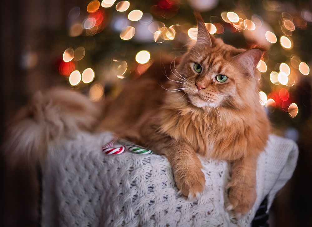 Новогоднее настроение